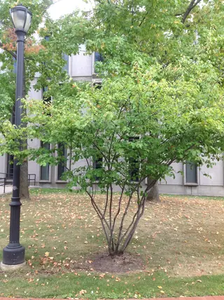 Allegheny Serviceberry (Amelanchier laevis), mature form
