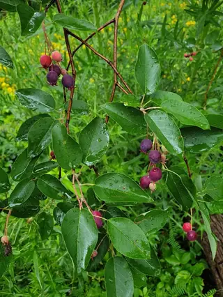 Serviceberry — Allegheny