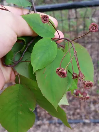 Serviceberry — Allegheny (Amelanchier laevis) — mature form