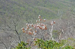 Serviceberry — Allegheny (Amelanchier laevis) — foliage
