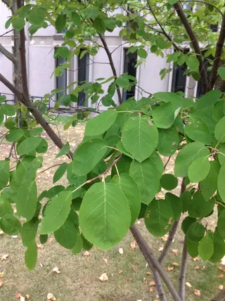 Allegheny Serviceberry (Amelanchier laevis), foliage