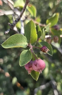 Utah serviceberry