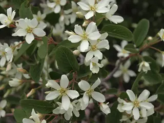 Utah serviceberry (Amelanchier utahensis), fall color