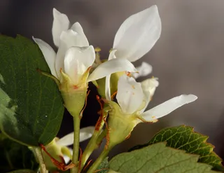 Utah serviceberry (Amelanchier utahensis) — mature form