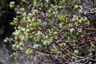 Utah serviceberry (Amelanchier utahensis) — foliage