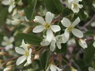 Utah serviceberry (Amelanchier utahensis), habit