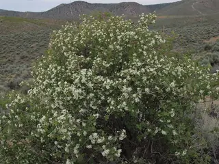 Utah serviceberry (Amelanchier utahensis), mature form