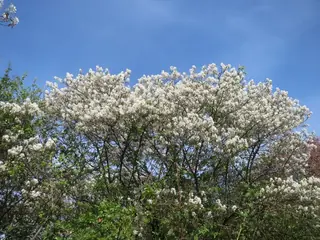 Serviceberry — 'Autumn Brilliance'