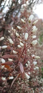 Serviceberry — 'Autumn Brilliance' (Amelanchier x grandiflora) — foliage