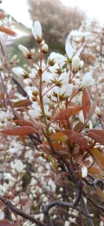 Serviceberry — 'Autumn Brilliance' (Amelanchier x grandiflora) — bloom