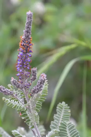 Leadplant