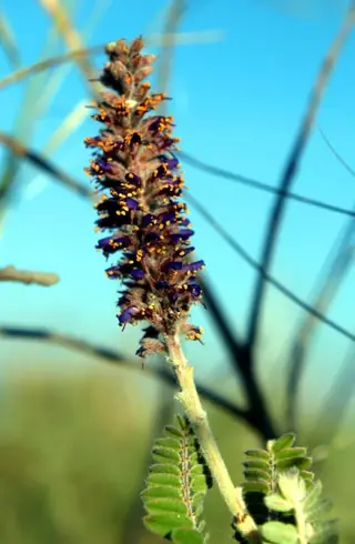 Leadplant (Amorpha canescens) — mature form