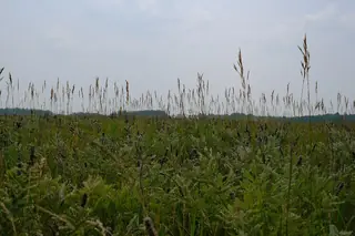 Leadplant (Amorpha canescens) — foliage