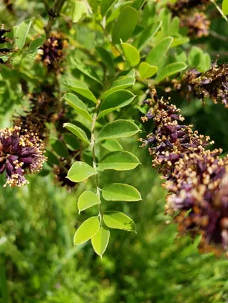 Leadplant / false indigo bush