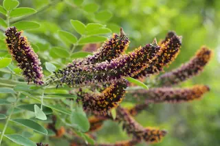 Leadplant / false indigo bush (Amorpha fruticosa) — foliage