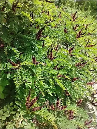 Leadplant / false indigo bush (Amorpha fruticosa) — bloom