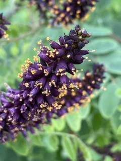 Leadplant / false indigo bush (Amorpha fruticosa) — fall color