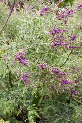 Dwarf wild indigo (Amorpha nana) — mature form