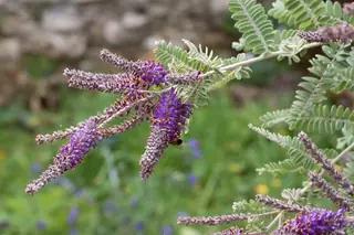 Dwarf wild indigo (Amorpha nana) — foliage