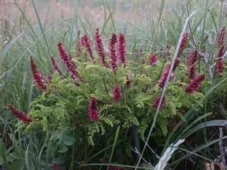 Dwarf wild indigo (Amorpha nana) — bloom