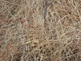 Dwarf wild indigo (Amorpha nana) — fall color