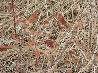 Dwarf wild indigo (Amorpha nana) — habit