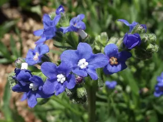 Cape Forget-Me-Not