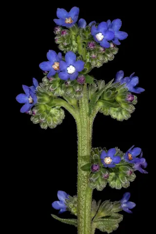Cape Forget-Me-Not (Anchusa capensis) — mature form