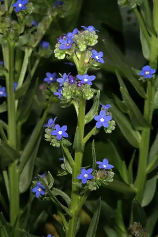 Cape Forget-Me-Not (Anchusa capensis) — foliage