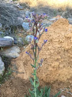 Cape Forget-Me-Not (Anchusa capensis) — bloom