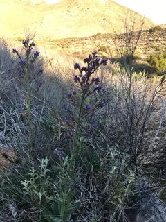 Cape Forget-Me-Not (Anchusa capensis) — fall color