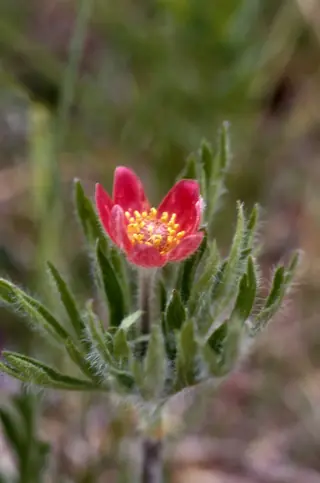 Pacific Windflower (Anemone multifida)
