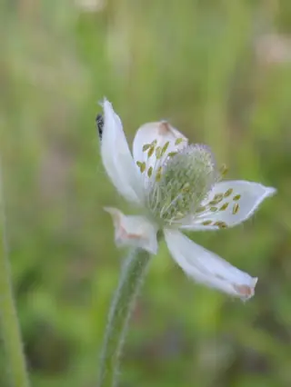 Pacific Windflower (Anemone multifida), foliage