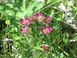 Pacific Windflower (Anemone multifida)