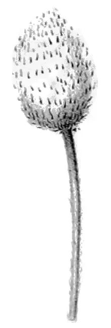 Pacific Windflower (Anemone multifida) — mature form