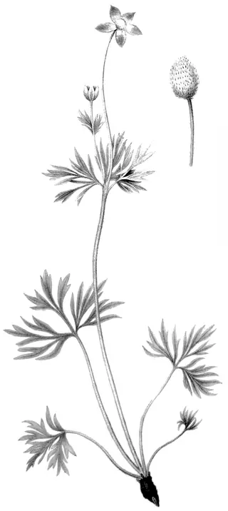 Pacific Windflower (Anemone multifida) — foliage