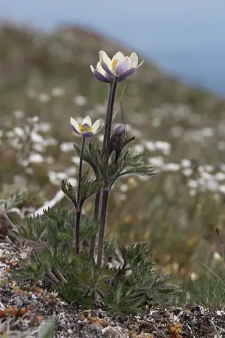 Pacific Windflower (Anemone multifida), mature form