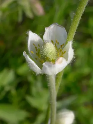 Pacific Windflower (Anemone multifida), habit