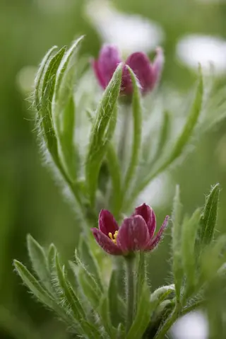 Pacific Windflower (Anemone multifida), bloom