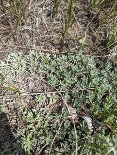Small-leaf pussytoes (Antennaria parvifolia) — mature form