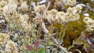 Small-leaf pussytoes (Antennaria parvifolia) — foliage