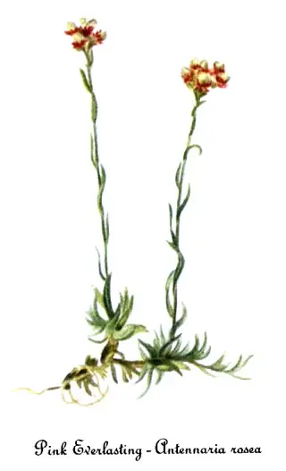 rosy pussytoes (Antennaria rosea) — mature form