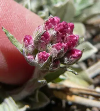 rosy pussytoes (Antennaria rosea) — foliage