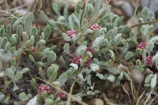 rosy pussytoes (Antennaria rosea) — bloom