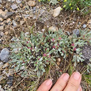 rosy pussytoes (Antennaria rosea) — fall color