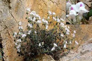 DREW'S FOLLY Hardy Snapdragon