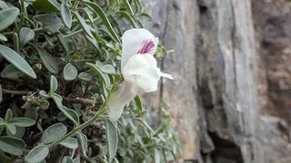 DREW'S FOLLY Hardy Snapdragon (Antirrhinum sempervirens 'P020S') — mature form