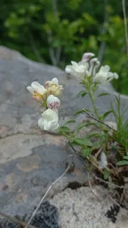 DREW'S FOLLY Hardy Snapdragon (Antirrhinum sempervirens 'P020S') — foliage