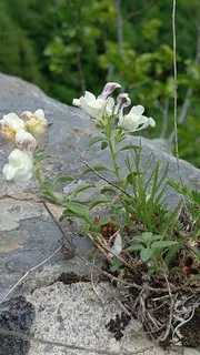 DREW'S FOLLY Hardy Snapdragon (Antirrhinum sempervirens 'P020S') — bloom