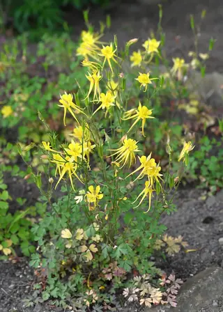 Golden Columbine (Aquilegia chrysantha) — mature form